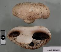 Agaricus gennadii image