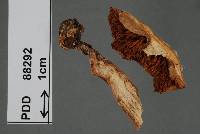 Cortinarius gymnocephalus image