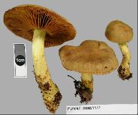 Dermocybe canaria image