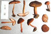 Pluteus pauperculus image