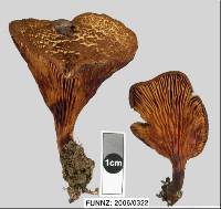 Austropaxillus squarrosus image