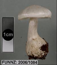 Cortinarius mariae image