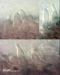 Mycena leptocephala image