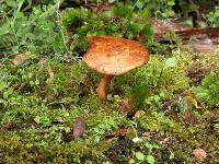 Chalciporus aurantiacus image