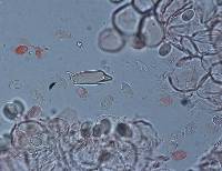 Leratiomyces atrovirens image