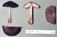 Pluteus perroseus image