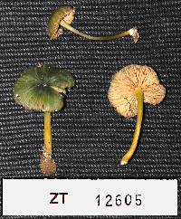 Entoloma viridomarginatum image