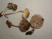 Mycena galericulata image