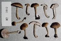 Entoloma persimile image