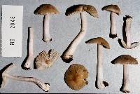 Inocybe asterospora image