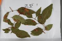 Cladosporium syringicola image
