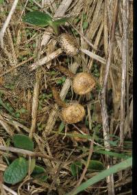 Tulostoma simulans image