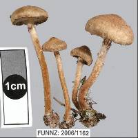 Pholiota subflammans image