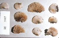 Image of Crepidotus uber