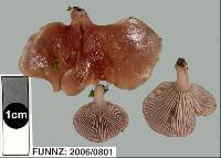 Pleurotopsis longinqua image