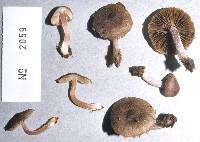 Inocybe albovestita image