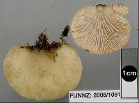 Conchomyces bursiformis image