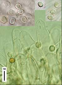 Conchomyces bursiformis image