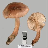 Tricholoma elegans image