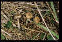 Tulostoma simulans image