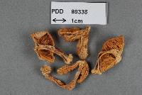 Inocybe magnibulbosa image