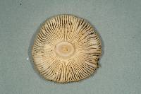 Russula acrolamellata image