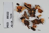 Crepidotus gilvidus image