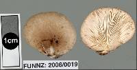 Pleurotus djamor image