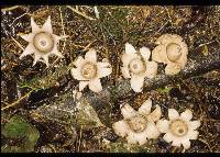 Geastrum lageniforme image