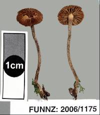 Image of Phaeomarasmius lanatulus