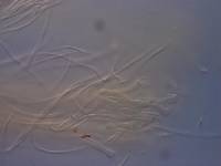 Discinella confusa image