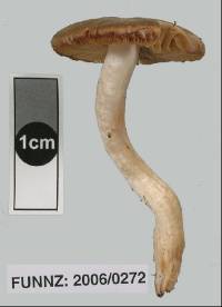 Cortinarius peraureus image