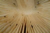 Russula acrolamellata image