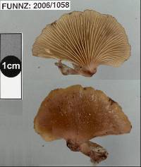 Pleurotopsis longinqua image