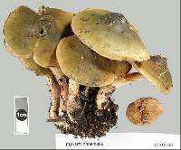 Cortinarius viscincisus image