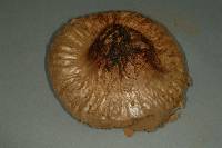 Calvatia cyathiformis image