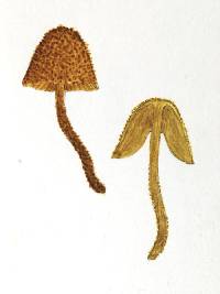 Phaeomarasmius ciliatus image