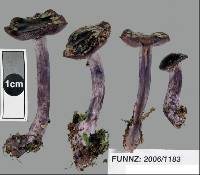 Cortinarius rhipiduranus image