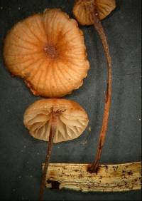 Marasmius palmivorus image