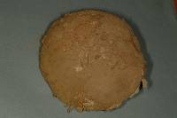 Calvatia cyathiformis image