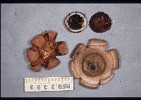 Geastrum velutinum image