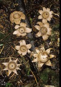 Geastrum lageniforme image