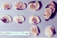 Crepidotus dilutus image