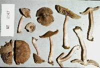 Inocybe asterospora image