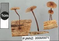 Marasmius palmivorus image