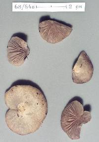 Crepidotus inconspicuus image