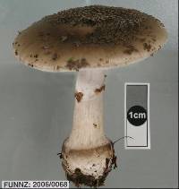 Amanita karea image