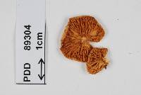 Image of Crepidotus inconspicuus