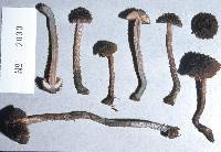 Inocybe calamistratoides image