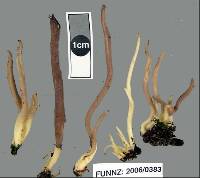 Clavulina samuelsii image